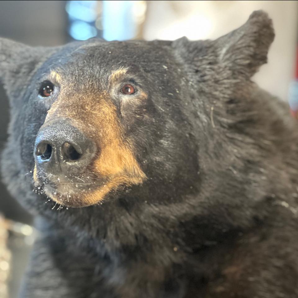 Black Bear Taxidermy