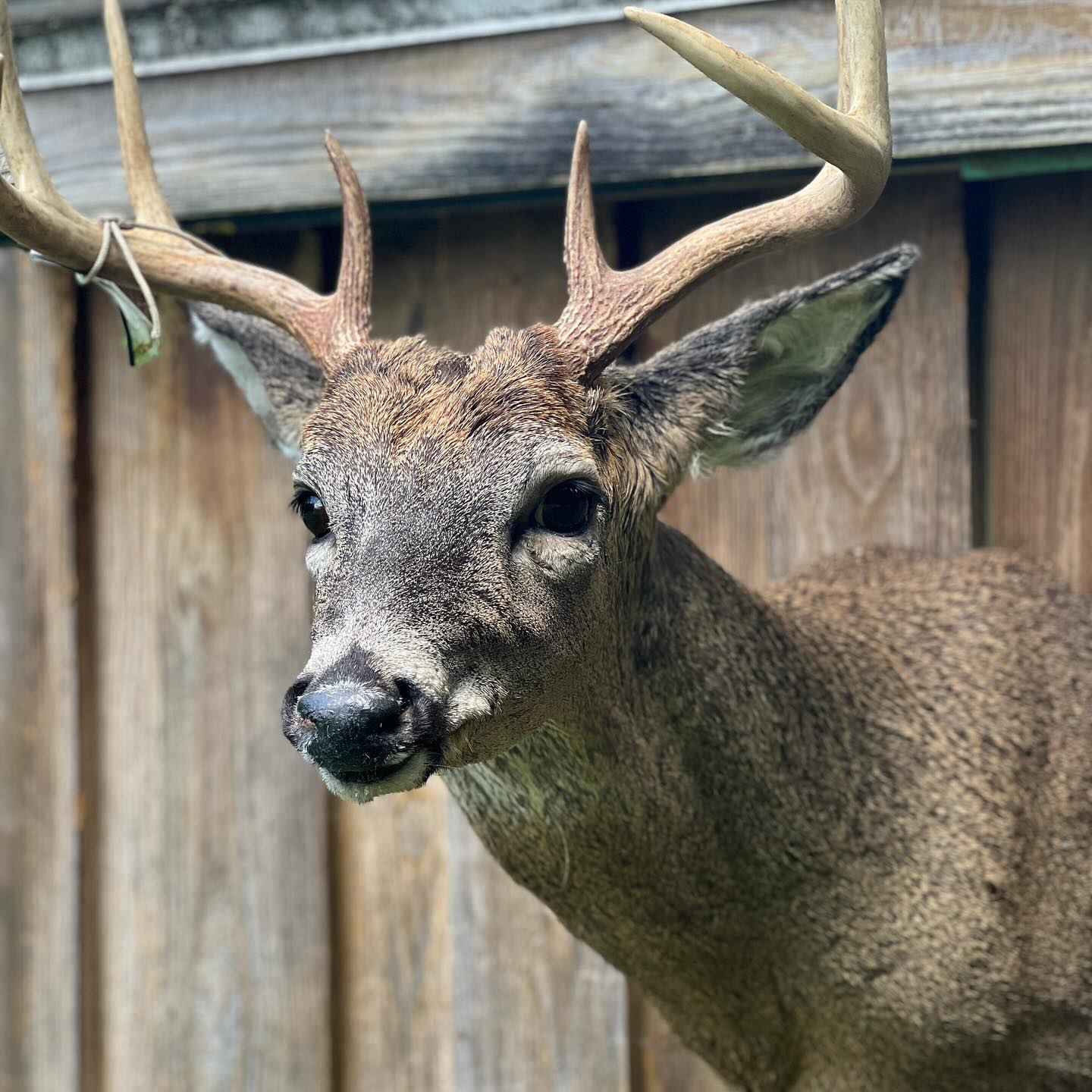 Buck Taxidermy