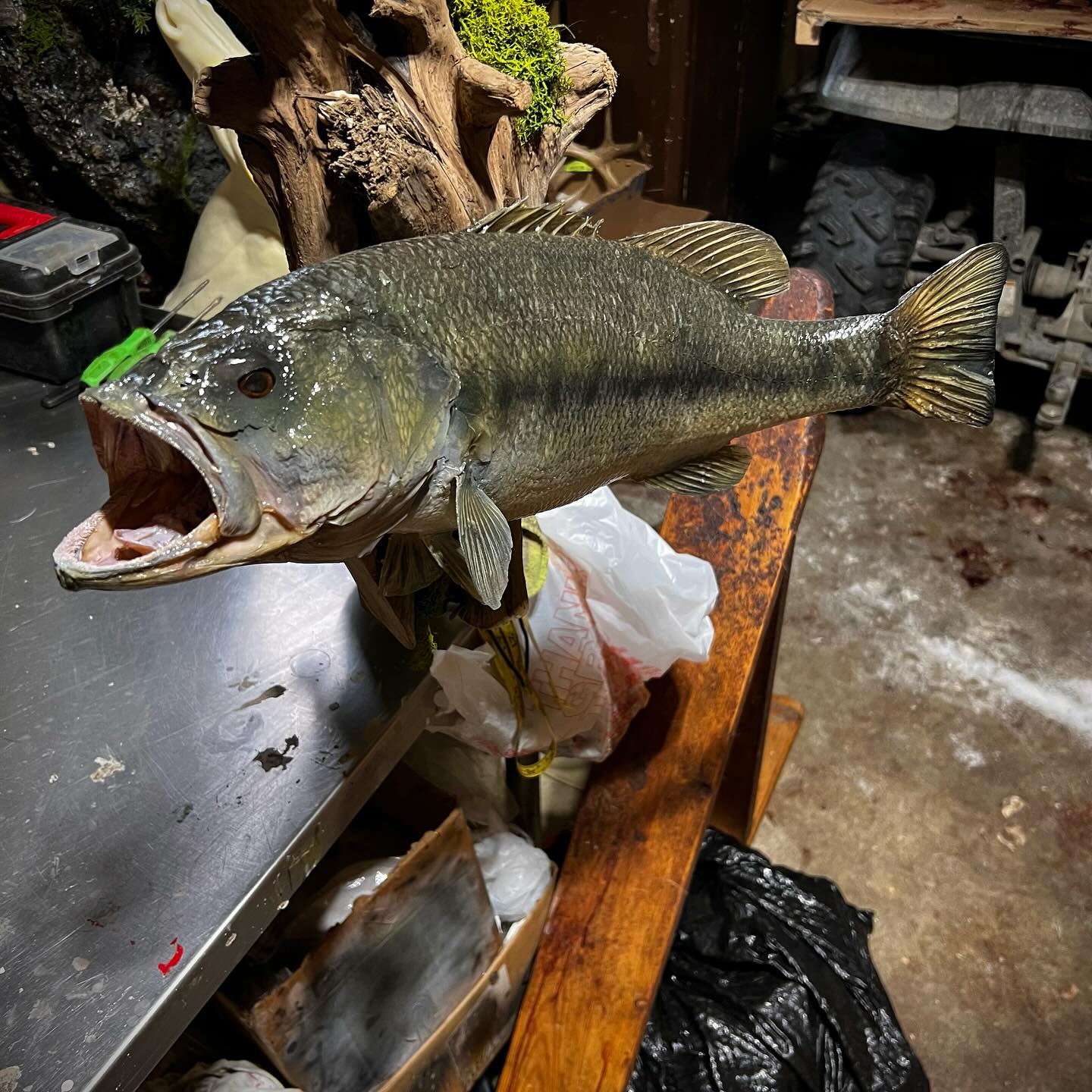 Fish Taxidermy