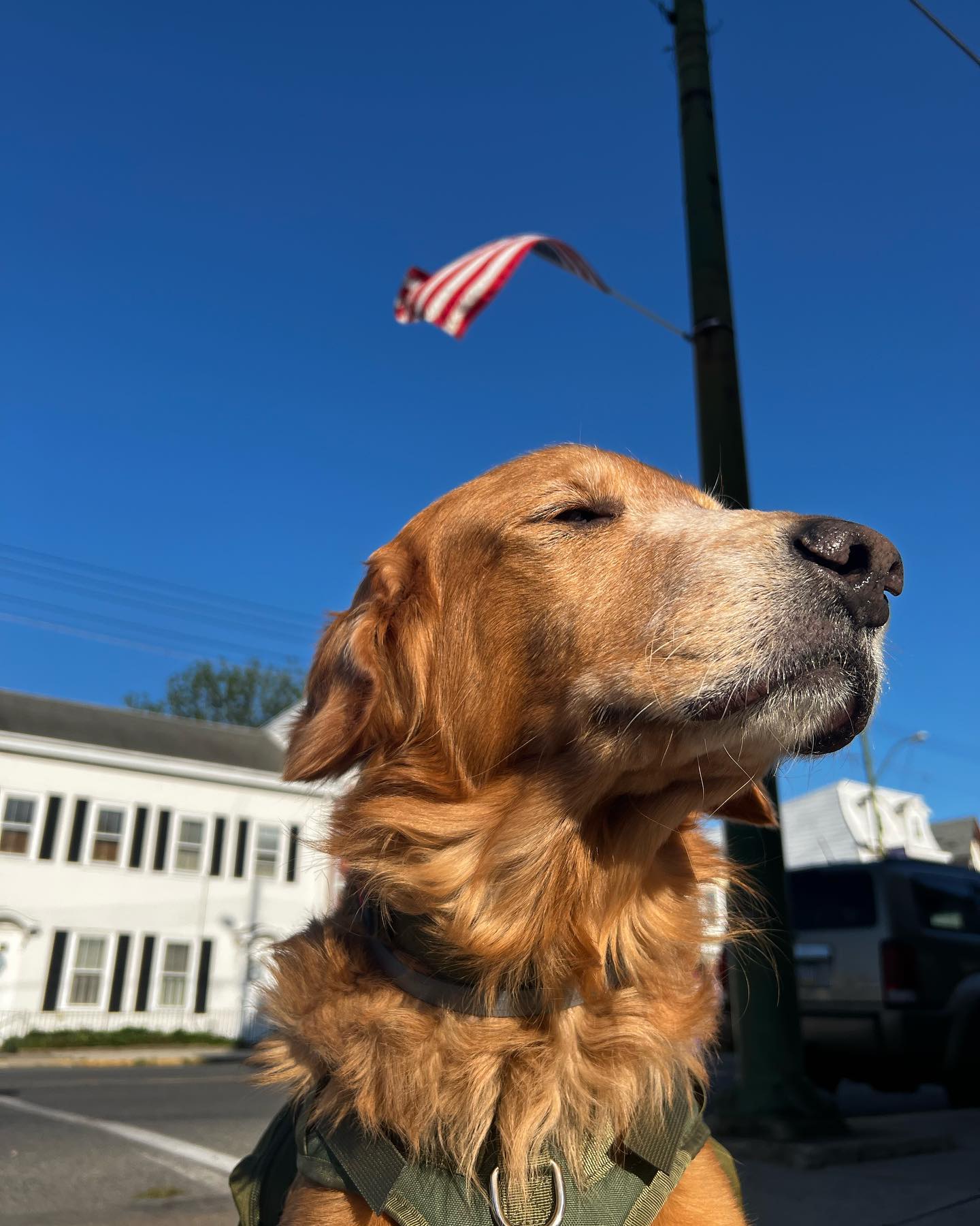 America Loving Harvey