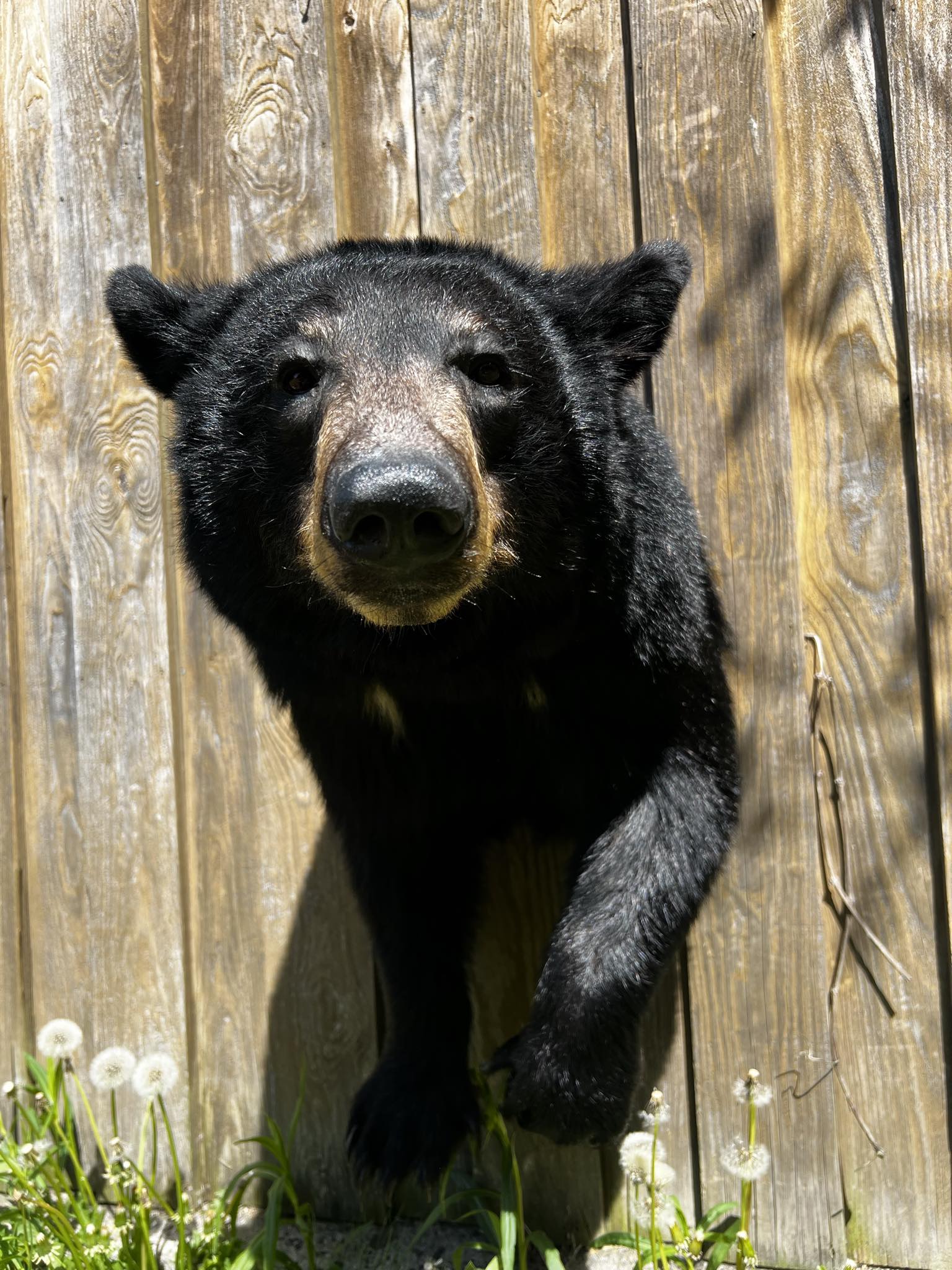 Black Bear Taxidermy