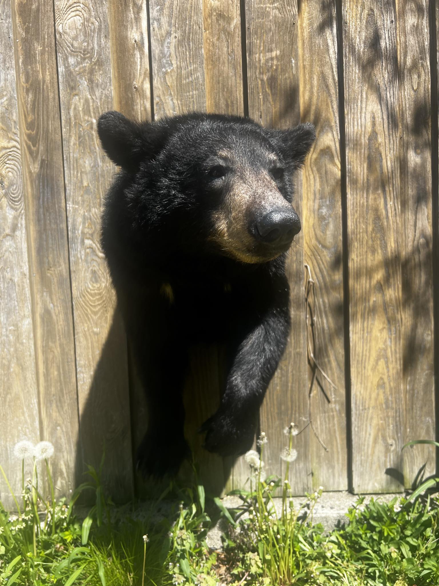 Black Bear Taxidermy