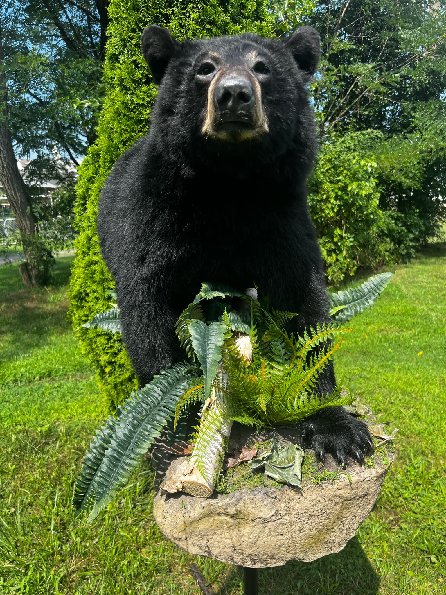 Black Bear Taxidermy