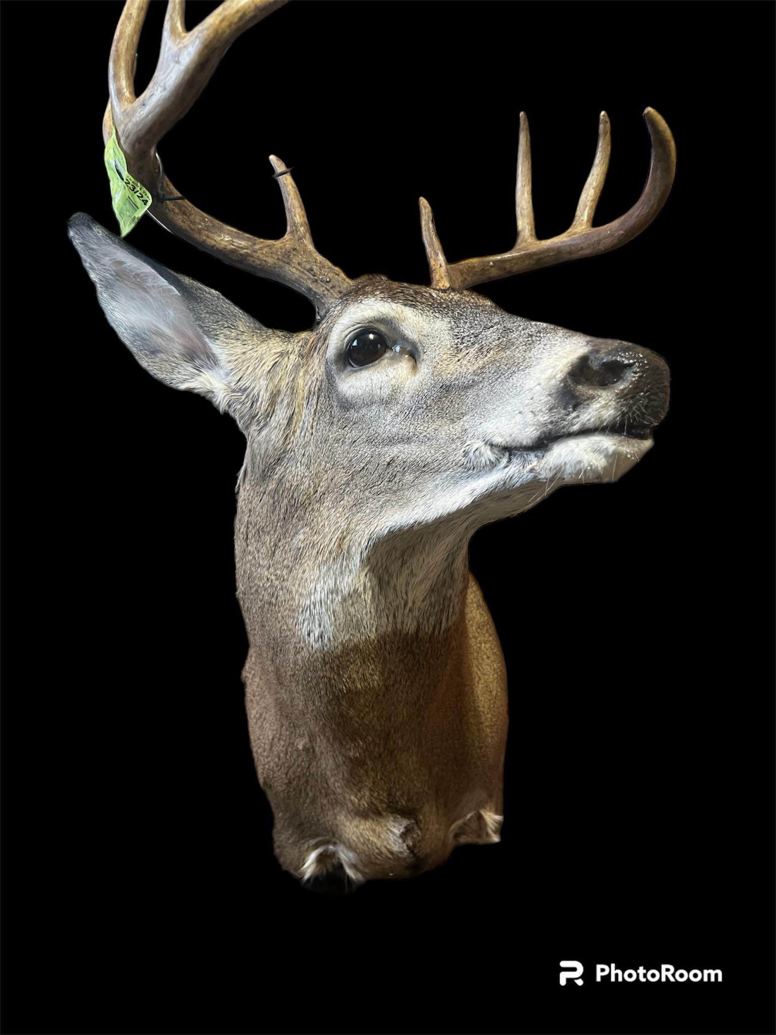 Buck Taxidermy