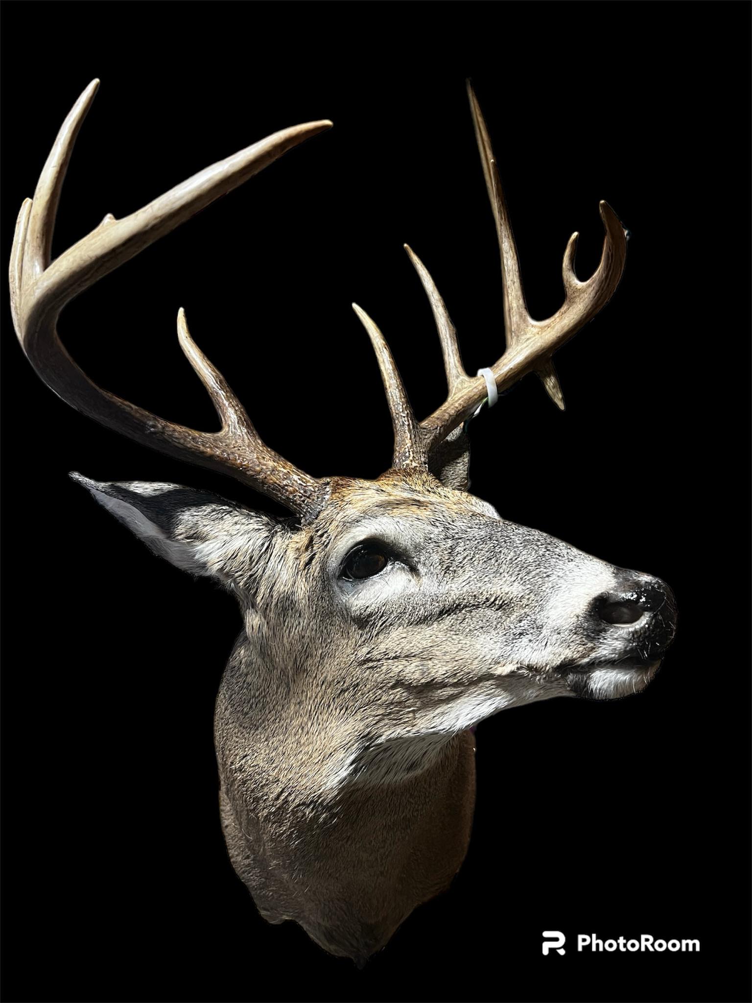 Buck Taxidermy