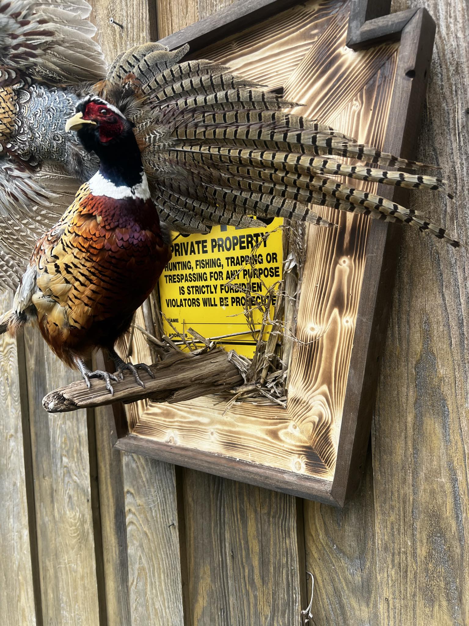 Double Pheasant Mount