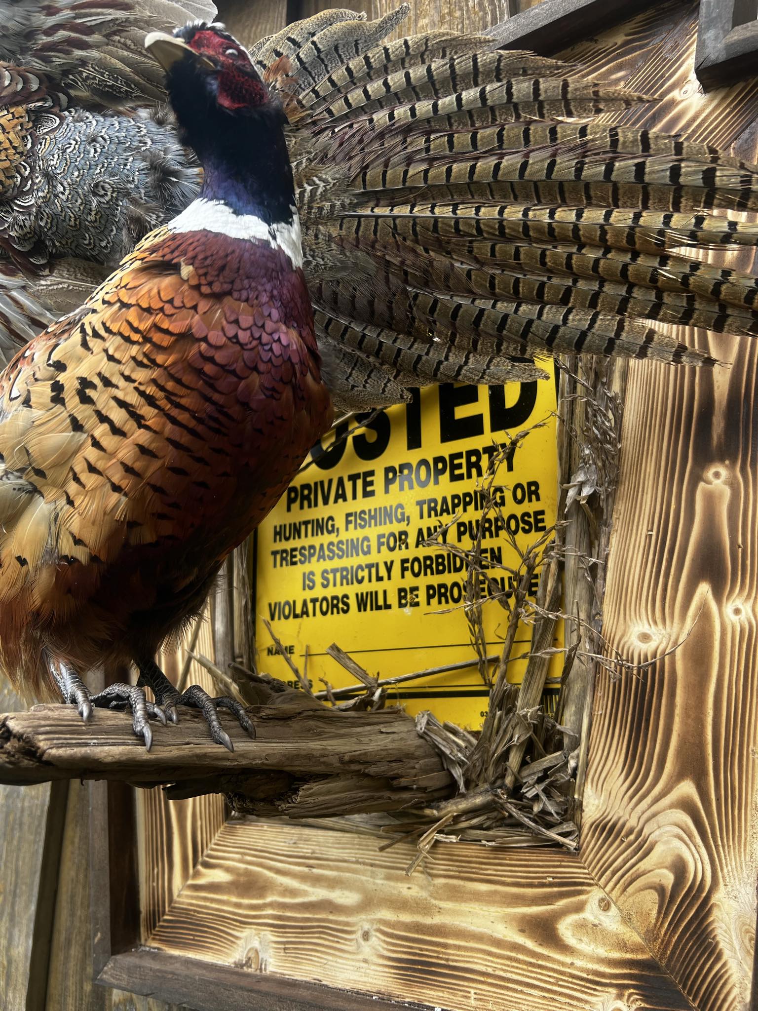 Double Pheasant Mount